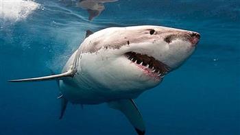   جنوب إفريقيا تحذر مواطنيها من نشاط متزايد لأسماك القرش في شواطئ كيب تاون