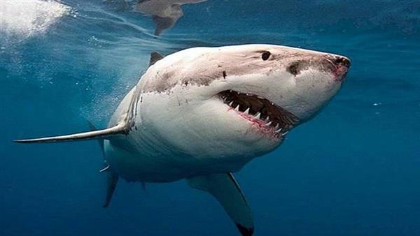 جنوب إفريقيا تحذر مواطنيها من نشاط متزايد لأسماك القرش في شواطئ كيب تاون