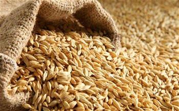   توريد أكثر من 34 ألف طن من محصول الأرز الشعير بكفر الشيخ