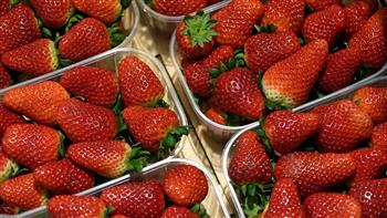   «التصديرى للصناعات الغذائية»: مصر الأول عالمياً في تصدير «الفراولة» 