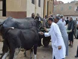   محافظ كفر الشيخ: تحصين 70 ألفا و 250 رأسا من الماشية ضد الأمراض الوبائية