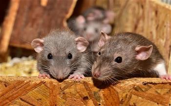   رصد متحور جديد من «كورونا» بين الفئران في نيويورك