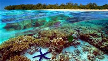   اليونسكو : الحاجز المرجاني العظيم في أستراليا "معرض للخطر" واستراليا تنفي
