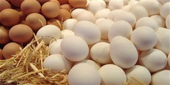   اتحاد منتجى الدواجن: ننتج 40 مليون بيضة يوميًا ونستهدف الوصول لـ 60 مليون بحلول 2030