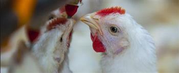   اكتشاف ثاني حالة تفشي لإنفلونزا الطيور في مزرعة دواجن بمحافظة «أوكاياما» غربي اليابان
