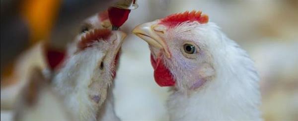 اكتشاف ثاني حالة تفشي لإنفلونزا الطيور في مزرعة دواجن بمحافظة «أوكاياما» غربي اليابان