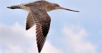 أسرع طائر فى العالم حسب موسوعة جينيس .. تعرف عليه