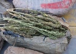صفقة الـ 43 مليون جنيه.. الداخلية تُحبط تهريب 3 أطنان مخدرات في الإسماعيلية 