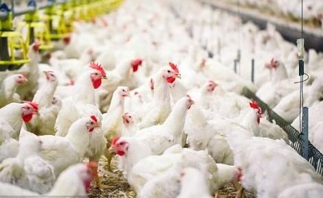 كوريا الجنوبية تسجل حالة إصابة أخرى بإنفلونزا الطيور