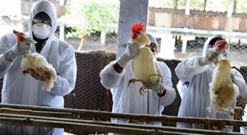 الحكومة البريطانية : 142 إصابة بفيروس إنفلوانزا الطيور منذ أكتوبر الماضي