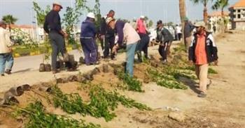   غرس 3000 شجرة برأس البر ضمن فاعليات مبادرة رئيس الجمهورية
