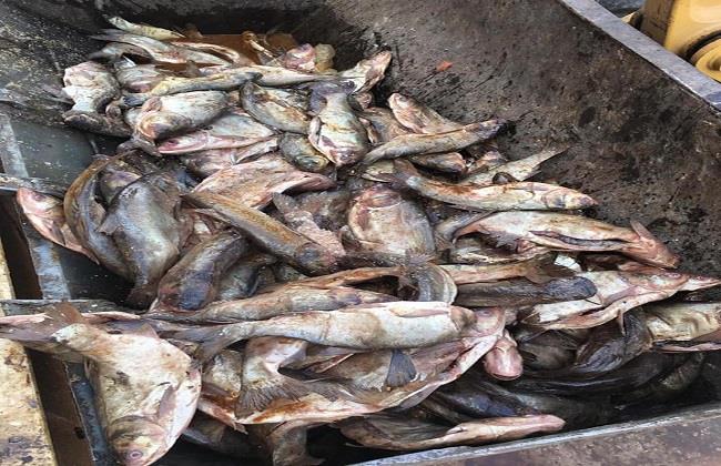 ضبط 2 طن أسماك مجمدة مجهولة المصدر بسيدى سالم كفر الشيخ