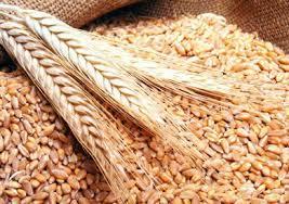   وزير التموين: احتياطى القمح يكفى 5.2 شهر والأزر 6.5 شهر