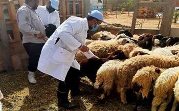   تحصين 191 ألف رأس ماشية ضد الحمى القلاعية والوادي المتصدع بالغربية