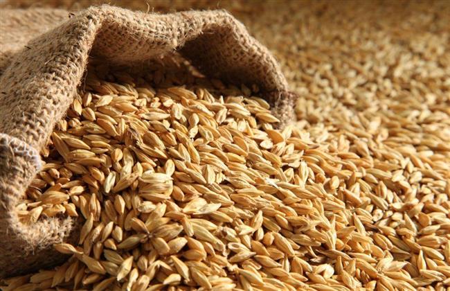 محافظة الشرقية: توريد نحو 61 ألف طن أرز شعير لـ58 موقعًا تجميعيا