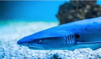   حيرت العلماء.. اكتشاف أنواع جديدة من أسماك القرش في أعماق بعيدة