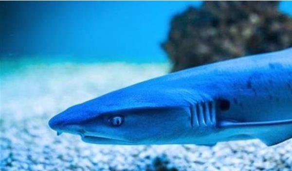 حيرت العلماء.. اكتشاف أنواع جديدة من أسماك القرش في أعماق بعيدة