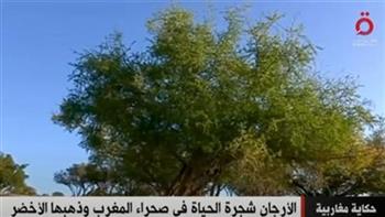   «القاهرة الإخبارية» تعرض تقريرا عن «شجرة الأرجان»: مصدر الحياة في صحراء المغرب 