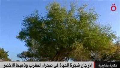 «القاهرة الإخبارية» تعرض تقريرا عن «شجرة الأرجان»: مصدر الحياة في صحراء المغرب 