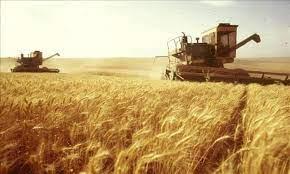   «الطاقة الذرية» تعتزم التعاون مع «الزراعة» لتحسين إنتاجية القمح
