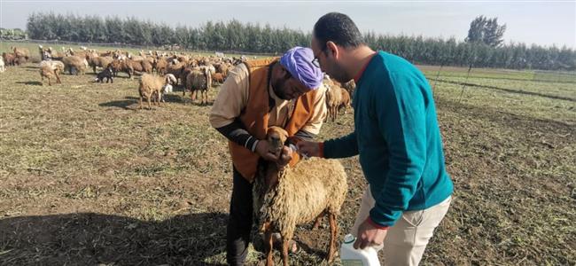 بيطري البحيرة: علاج 1582 رأس ضد الطفيليات الخارجية