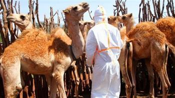 مرض تنفسي نادر لكنه خطير.. ما هي إنفلونزا الإبل التي ضربت منتخب فرنسا في قطر؟