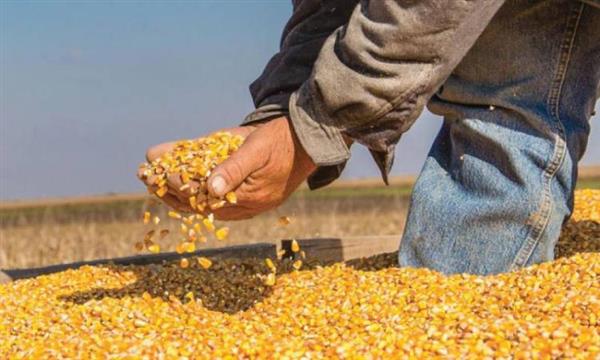 وزير الزراعة: الإفراج عن 145 ألف طن أعلاف"الذرة والصويا" بحوالي 70 مليون دولار