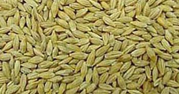   تموين كفر الشيخ: توريد 38 ألفا و841 طنا من محصول الأرز الشعير