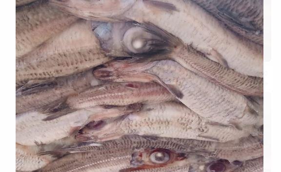 تموين البحيرة: ضبط أكثر من طن أسماك ماكريل غير صالحة بكفر الدوار
