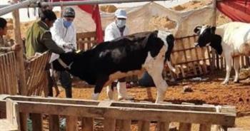   "بيطري بني سويف": تحصين أكثر من 100 ألف رأس ماشية ضد الأمراض الوبائية