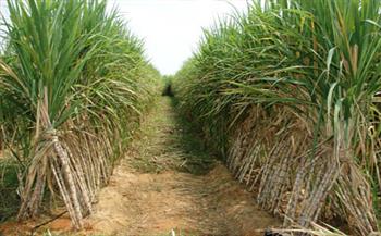   مسؤول بالزراعة: الاقتراب من تحقيق الاكتفاء الذاتي في إنتاج السكر
