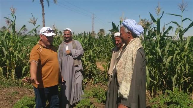 زراعة الوادي الجديد: الانتهاء من زراعة 235 ألفًا و180 فدان قمح على مستوى المحافظة