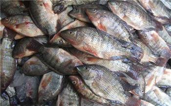   استقرار أسعار الأسماك اليوم