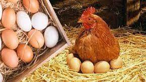   بعد ظهوره في الأسواق بكثافة.. هل البيض المخصّب صالح للطعام؟