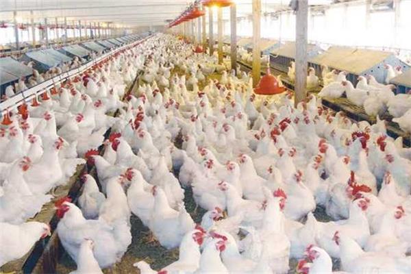 استقرار في أسعار الدواجن اليوم