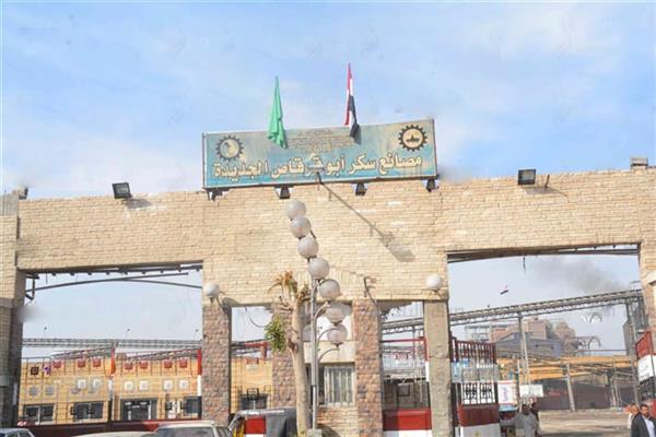بدء موسم توريد محصول قصب السكر في المنيا 5 يناير