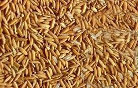"تموين الدقهلية": توريد 91 ألفا و862 طنا من أرز الشعير إلى 31 موقعا