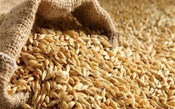   "تموين كفر الشيخ": توريد 39 ألفا و462 طنا من محصول أرز الشعير لـ21 موقعا