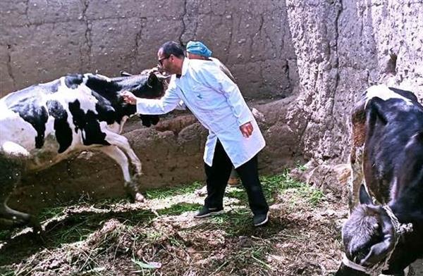 تحصين 242 ألف رأس من الماشية ضد الأمراض الوبائية بالغربية