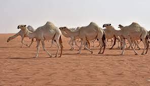 هل خلقت الإبل من الجن والنار.. ؟ الأزهر يحسم الجدل