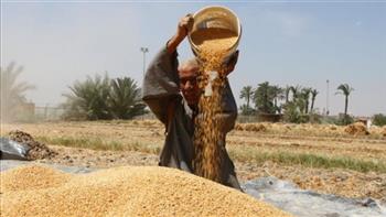   محافظة الشرقية تتصدر المركز الأول لتوريد القمح بكمية 630 ألف طن لعام 2022
