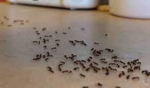   أبرزها الملح.. طرق طبيعية للتخلص من النمل فى المنزل 