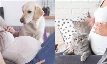   دراسة جديدة: امتلاك قطة أثناء الحمل يزيد الإصابة بالاكتئاب .. والكلب مفيد للصحة