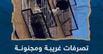 يرمى أصائص الزرع من الشرفات.. الطائر المشاغب يسبب فوضى فى ملبورن 