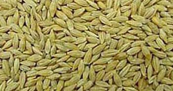 تموين كفر الشيخ: توريد 36 ألفا و810 أطنان أرز شعير حتى الآن