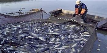   شعبة الأسماك: مشروعات الدولة للاستزراع السمكي رفعت الإنتاج إلى 3 ملايين طن