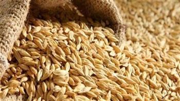   تموين كفرالشيخ: توريد أكثر من 37 ألف طن أرز شعير بـ 21موقعا حتى الأن