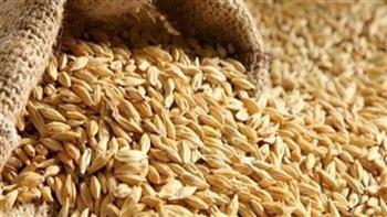 تموين كفرالشيخ: توريد أكثر من 37 ألف طن أرز شعير بـ 21موقعا حتى الأن