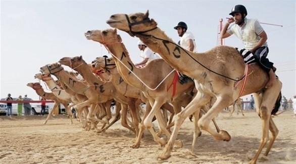 انطلاق كأس موسم حائل للهجن غدًا