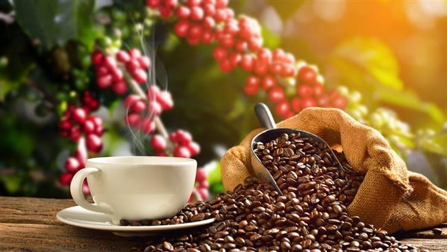 دراسة: القهوة مهددة بالاختفاء